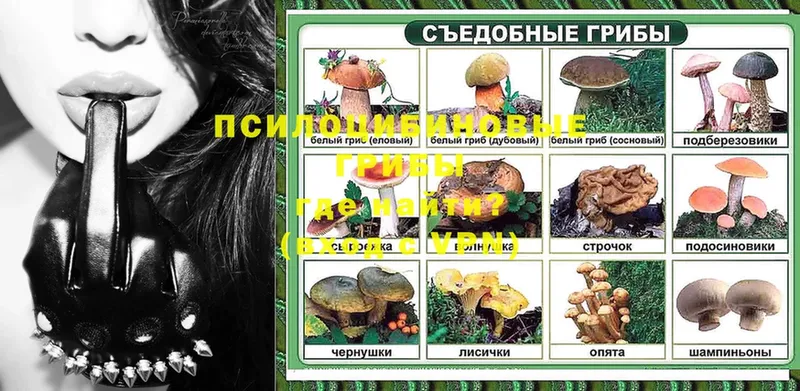 Псилоцибиновые грибы Psilocybine cubensis  где найти   Кохма 